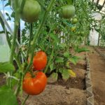 preco-mozu-byt-paradajky-vdaka-vybranemu-hnojivu-mdle.jpg