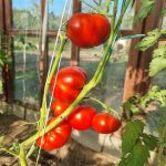 preco-su-vase-paradajky-pri-susedovom-plote-cervene.jpg